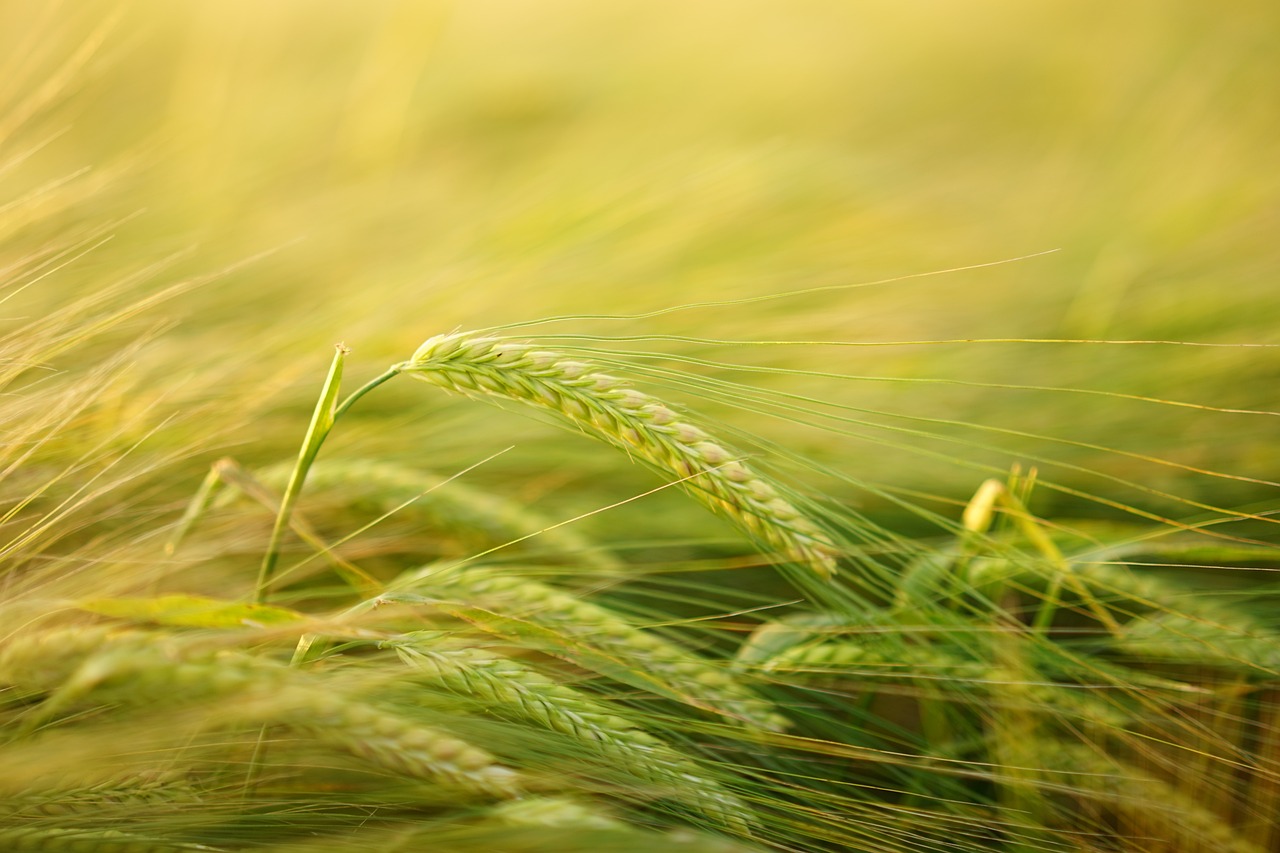 barley cereal cultivation 2117454